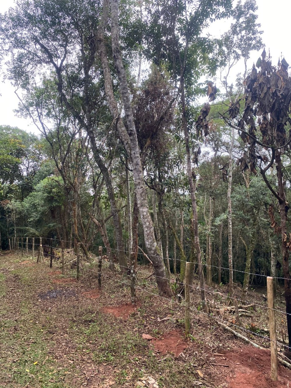 Terreno em Condomnio - Venda - Caputera - Cotia - SP